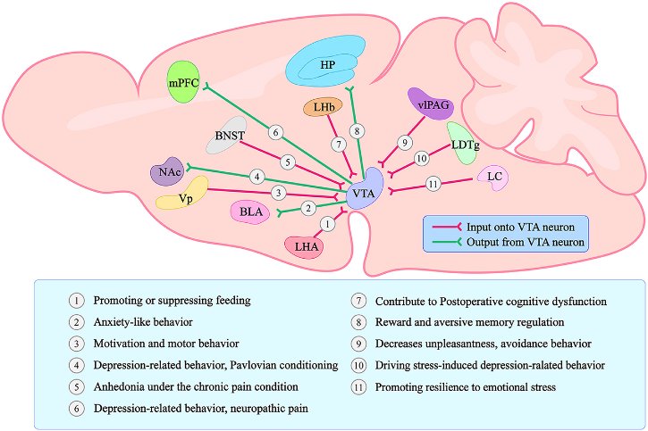 the hgfcmet pathway dihexas molecular mechanism